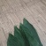 2023年5月20以大量出货