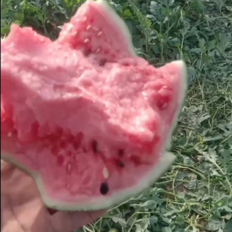 永清西瓜