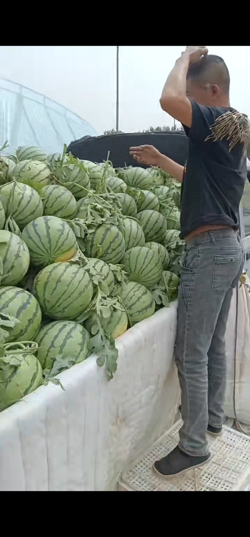 新哥代收代发
