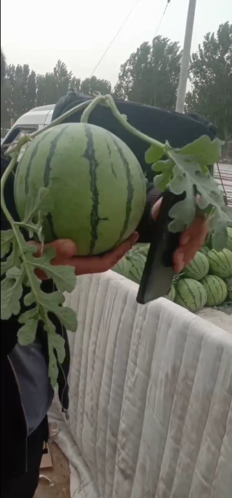 新哥代收代发