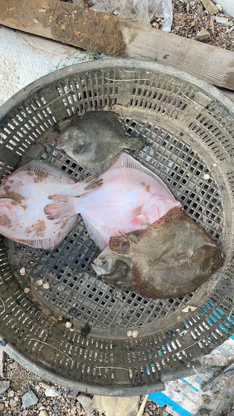 多宝鱼