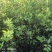 湖南优质嫁接油茶苗产地直销