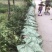 湖南优质嫁接油茶苗产地直销