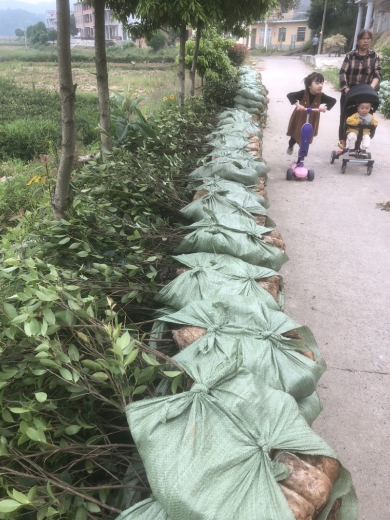 湖南优质嫁接油茶苗产地直销