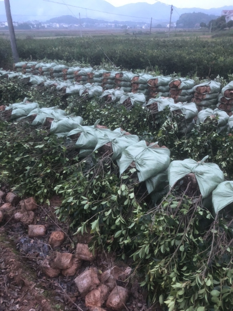 湖南优质嫁接油茶苗产地直销