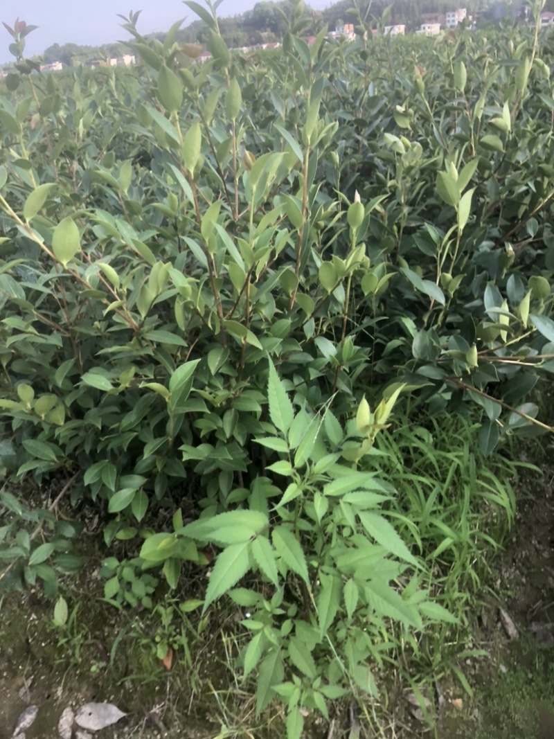 湖南优质嫁接油茶苗产地直销