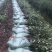 湖南优质嫁接油茶苗产地直销