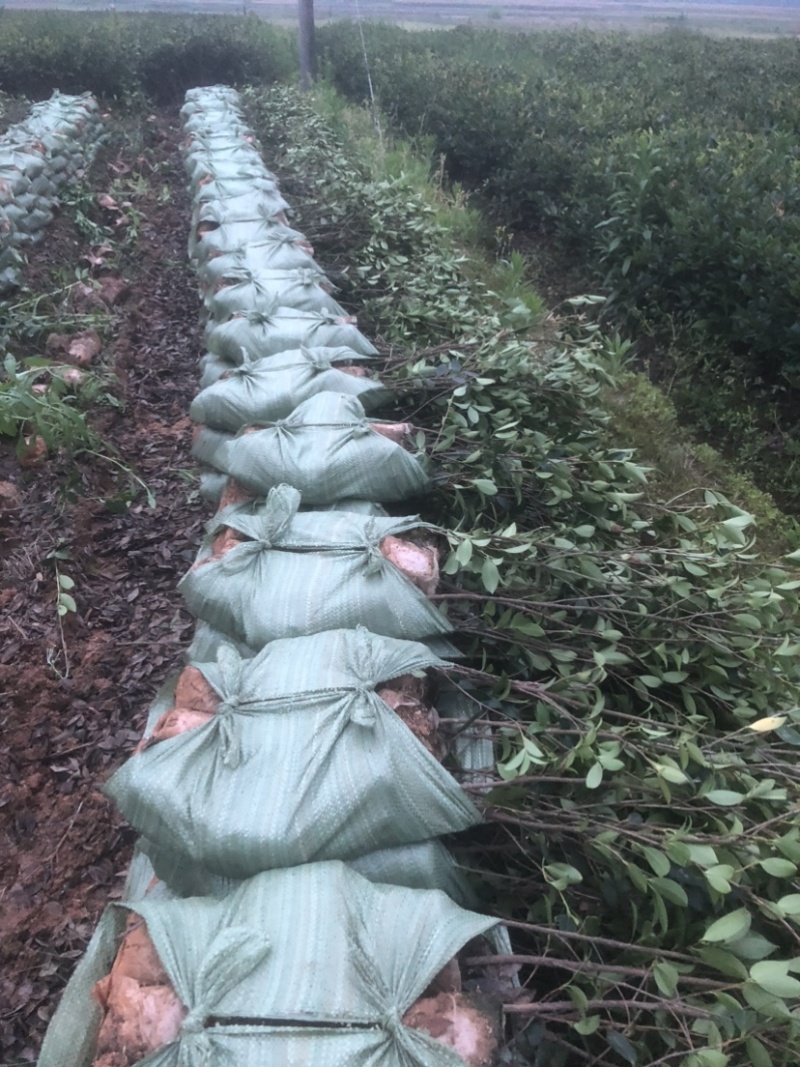 湖南优质嫁接油茶苗产地直销