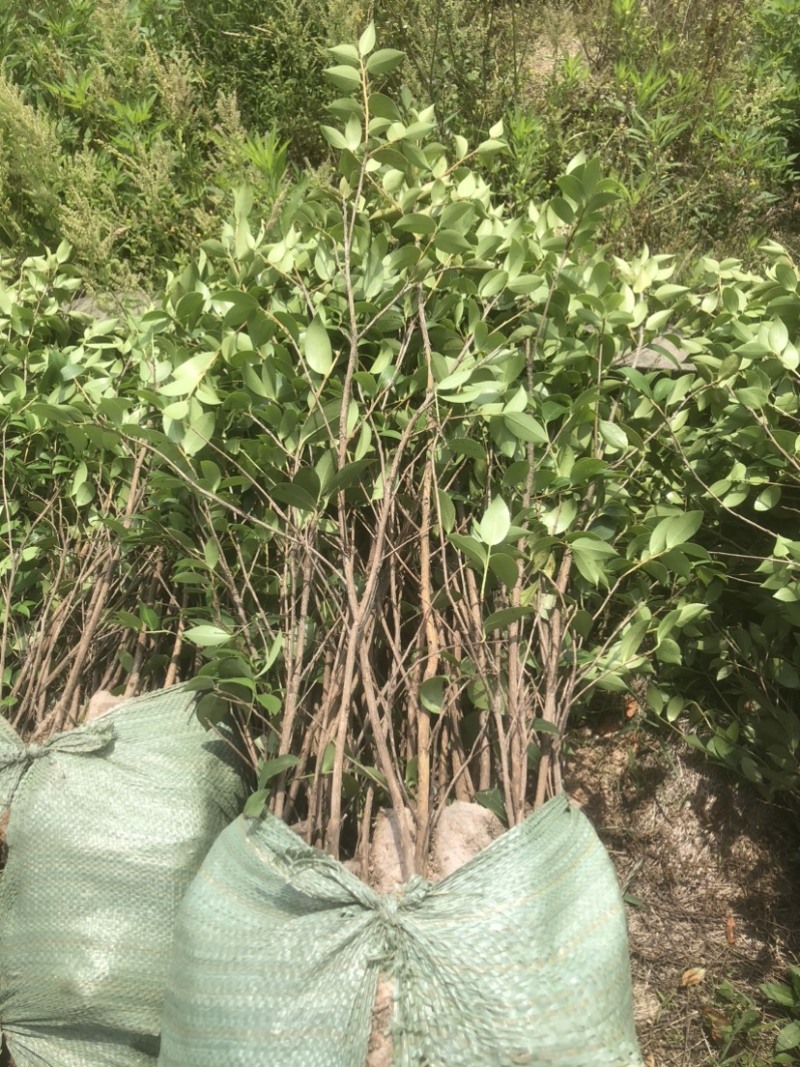 湖南优质嫁接油茶苗产地直销