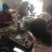 湖南优质嫁接油茶苗产地直销