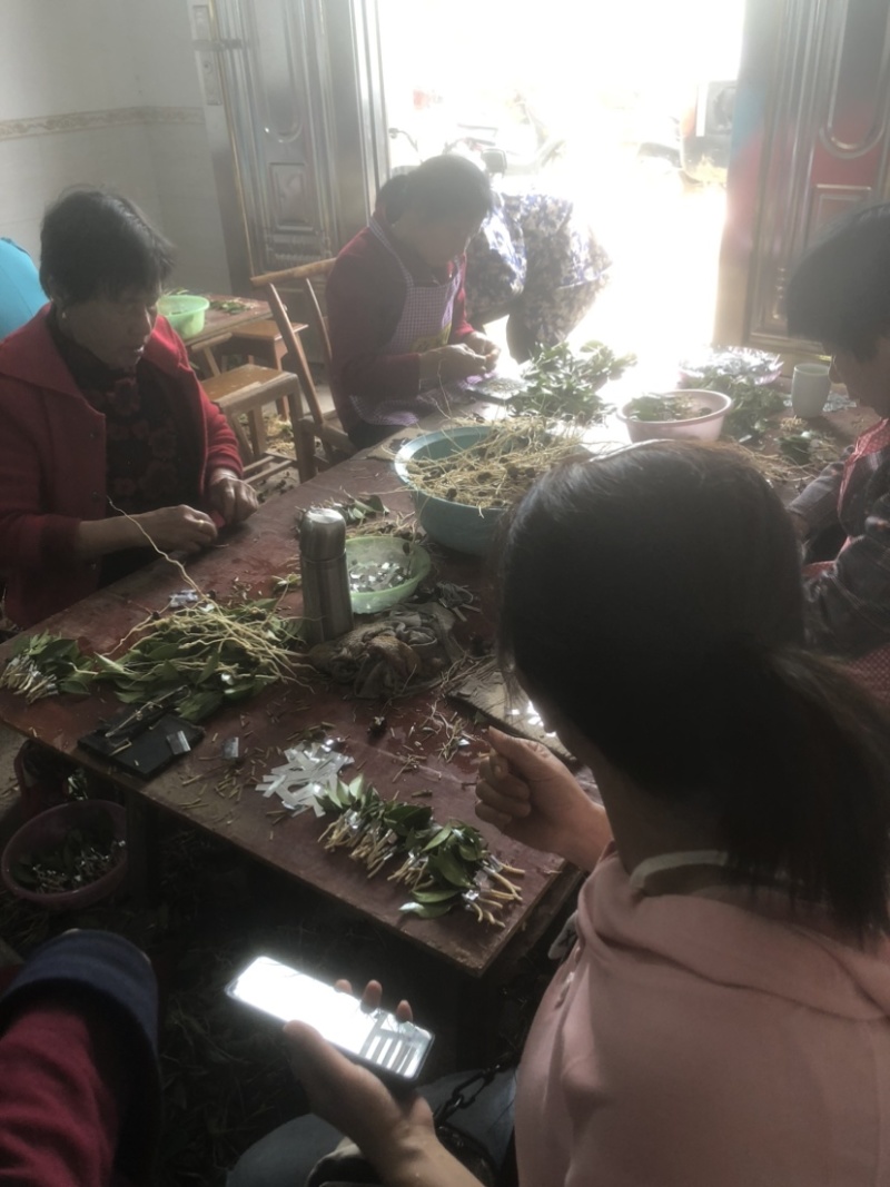 湖南优质嫁接油茶苗产地直销