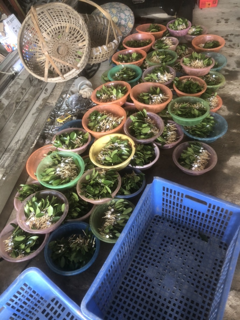 湖南优质嫁接油茶苗产地直销