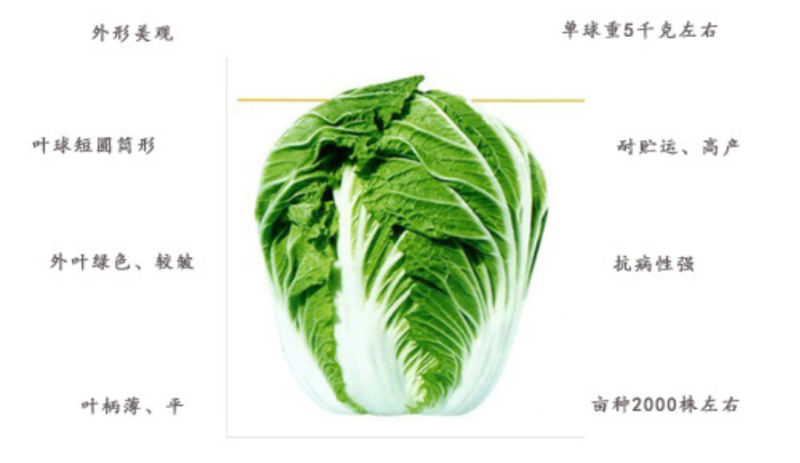 越冬王精品越冬大白菜杂交一代种子菜基地品种