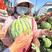 安徽西瓜，美都无籽西瓜优选高端品质对接全国客户