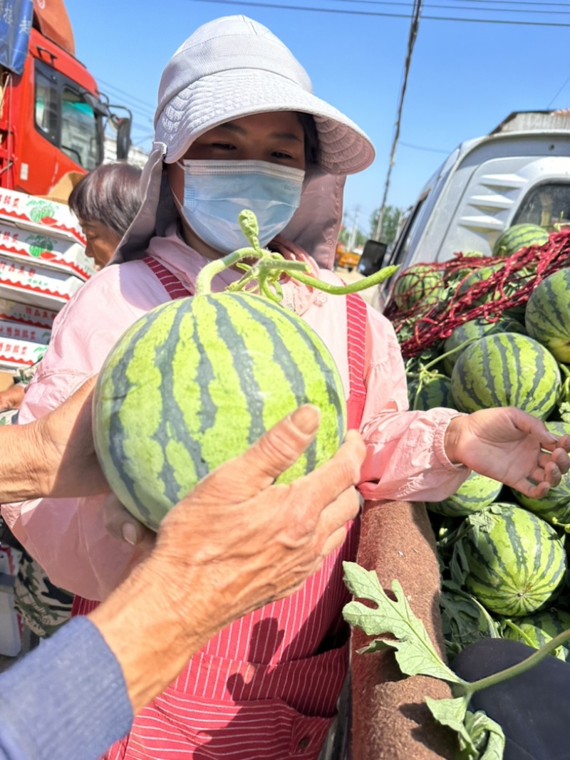 河南西瓜，美都无籽西瓜优选高端品质对接全国客户