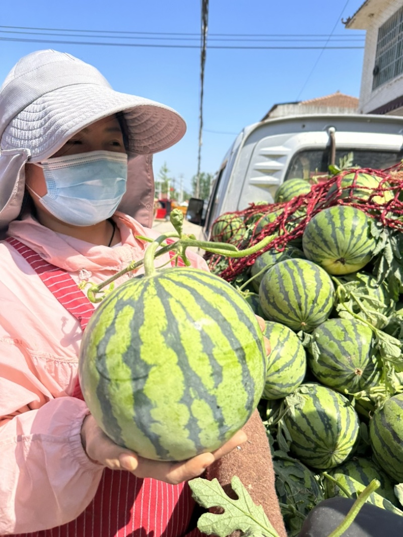 河南西瓜，美都无籽西瓜优选高端品质对接全国客户