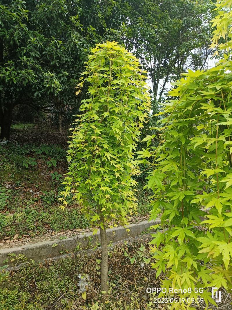 黄金流泉大量供应
