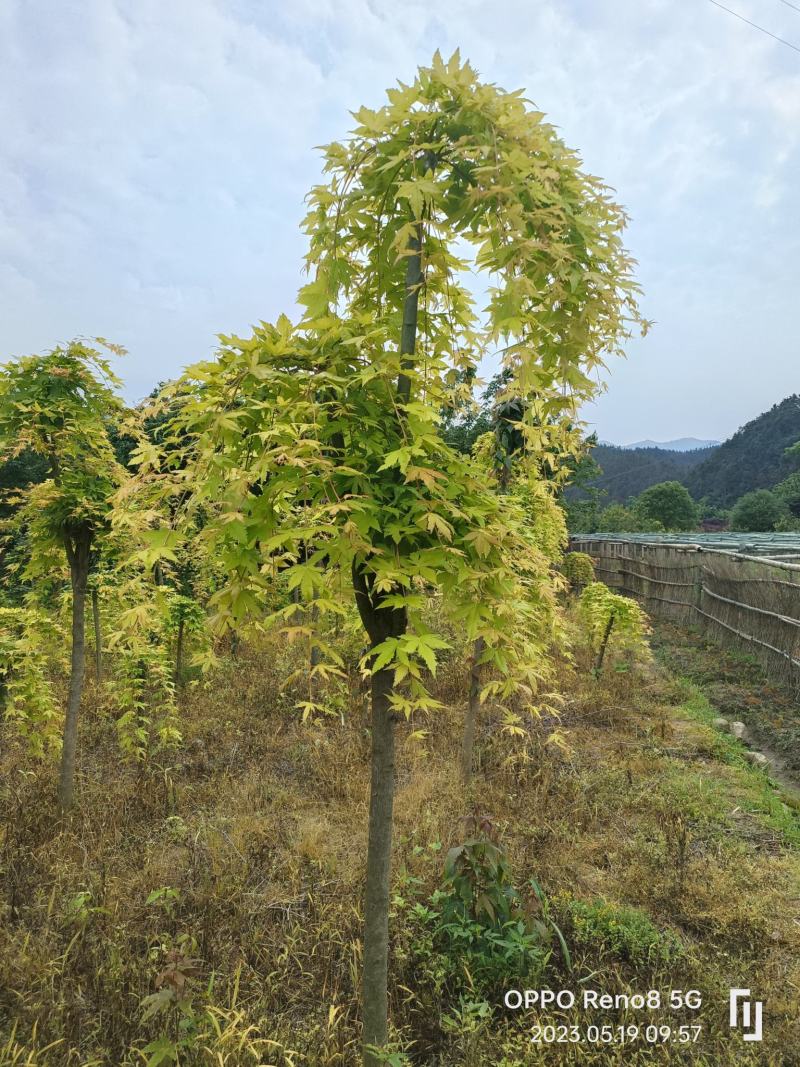 黄金流泉大量供应