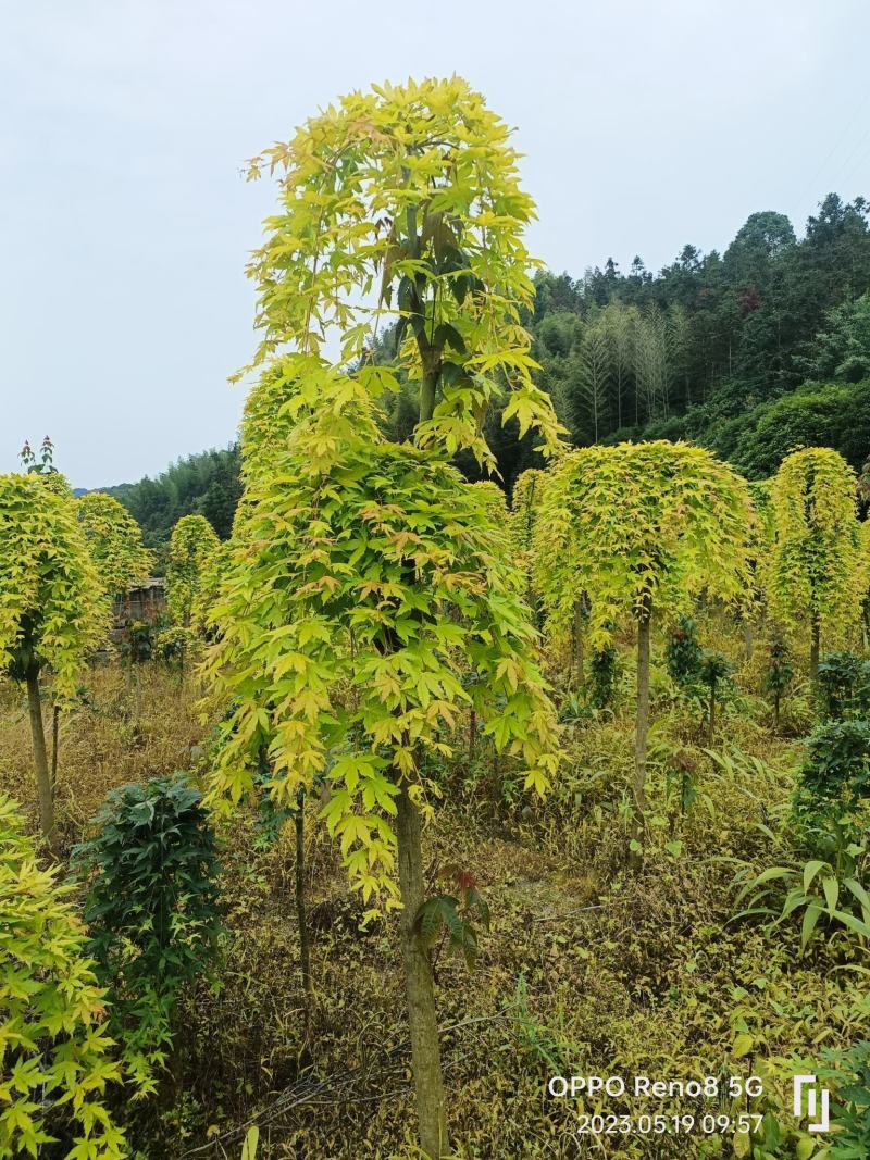 黄金流泉大量供应