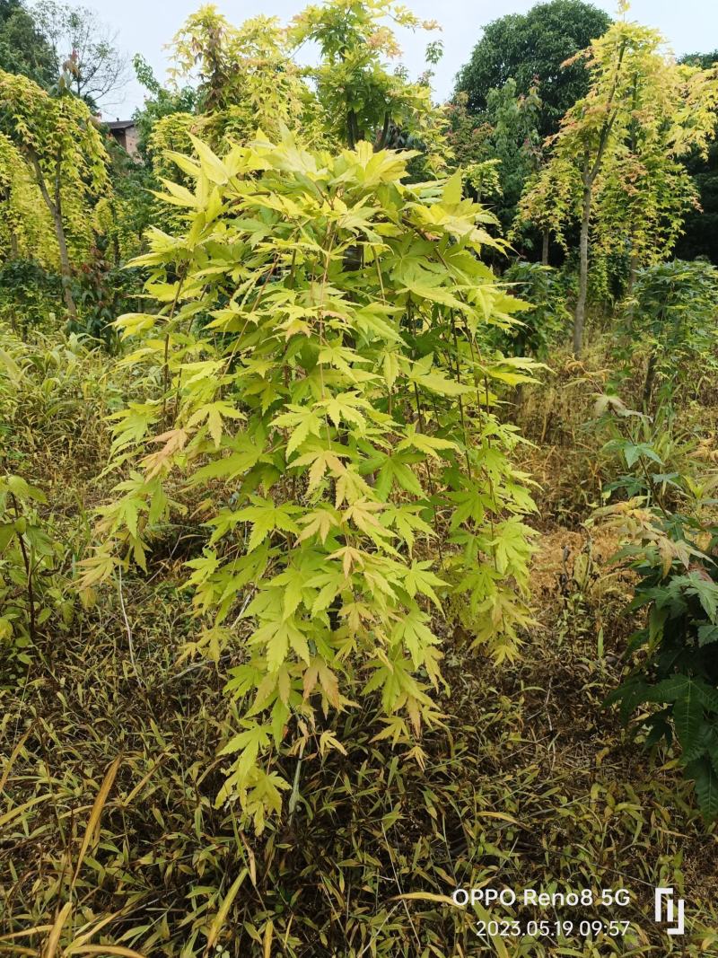 黄金流泉大量供应