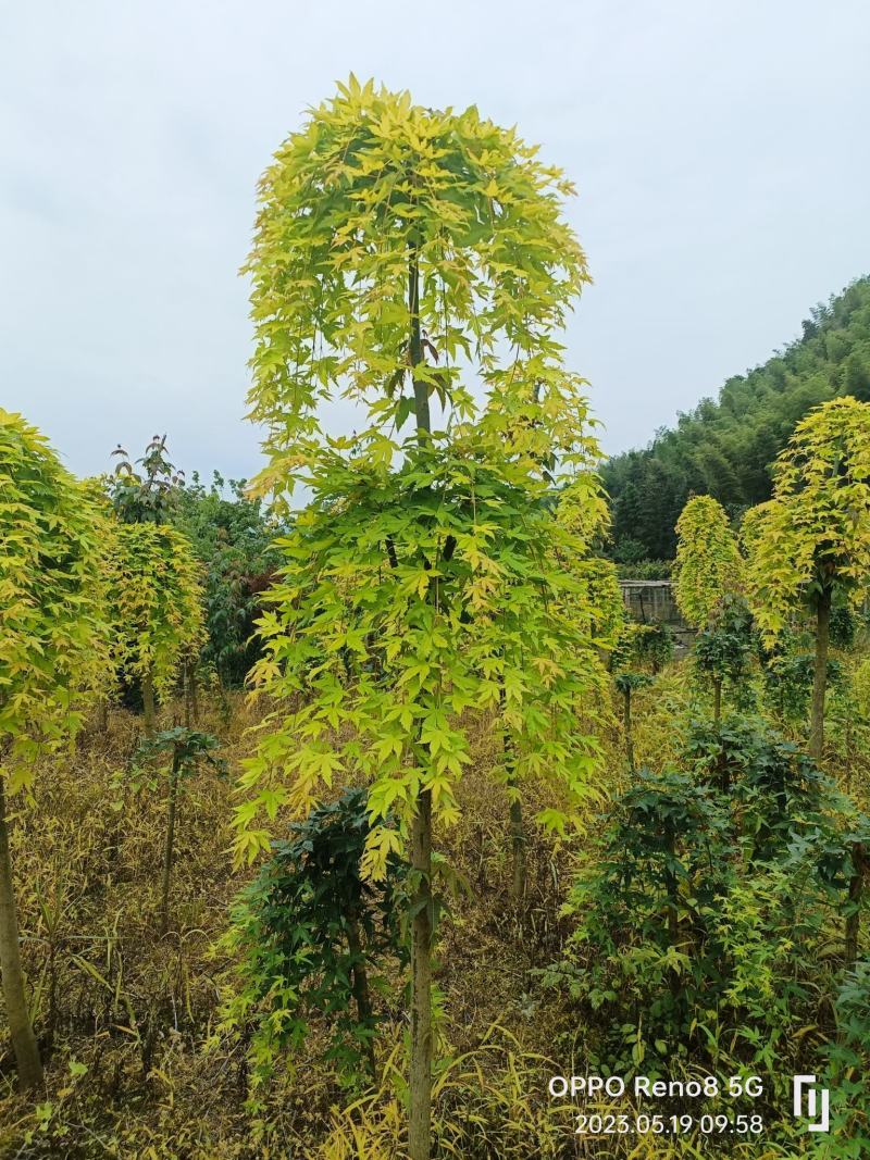 黄金流泉大量供应