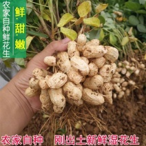 四粒红鲜花生籽粒饱满基地发货供电商超市批发