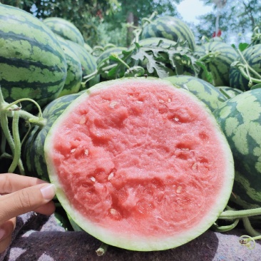 精品无籽美都，大量供货，8斤打底口感甜质量好