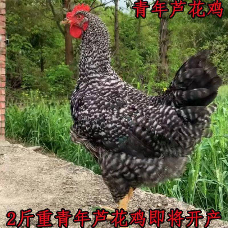 芦花鸡苗芦花鸡纯种汶上芦花鸡芦花鸡脱温苗