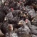 芦花鸡苗芦花鸡纯种汶上芦花鸡芦花鸡脱温苗