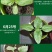 向日葵种子观赏食用切花向日葵花种葵花籽油葵室内外阳台盆栽