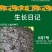 向日葵种子观赏食用切花向日葵花种葵花籽油葵室内外阳台盆栽