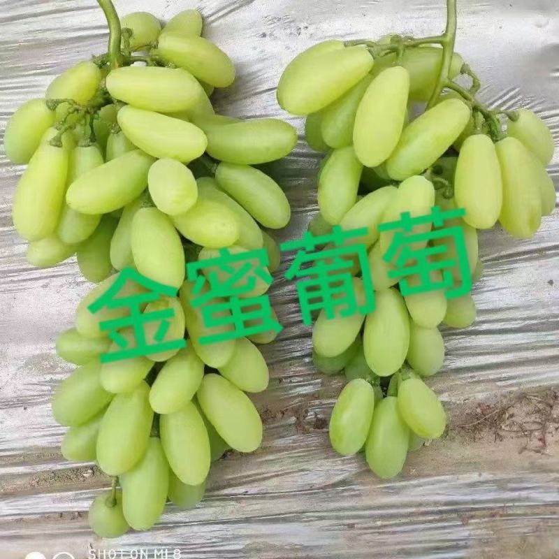 金蜜葡萄上市中，有想法的老板们抓紧时间联系我。