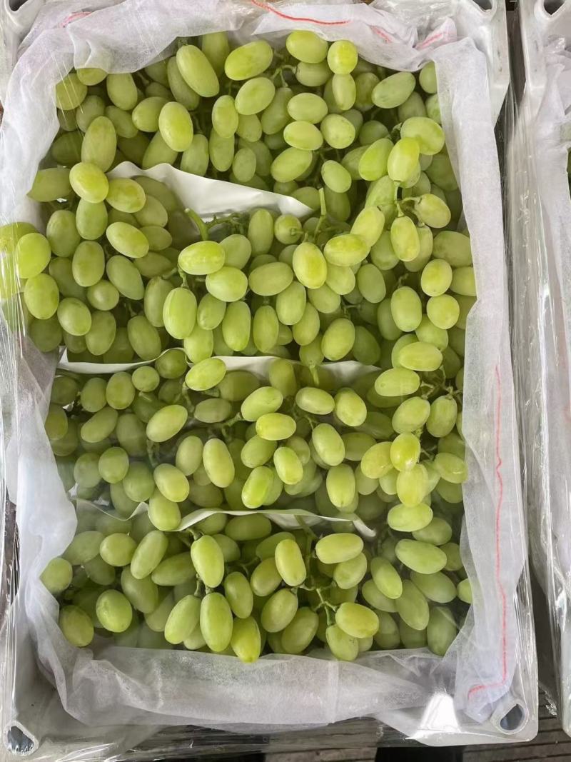 金蜜葡萄上市中，有想法的老板们抓紧时间联系我。
