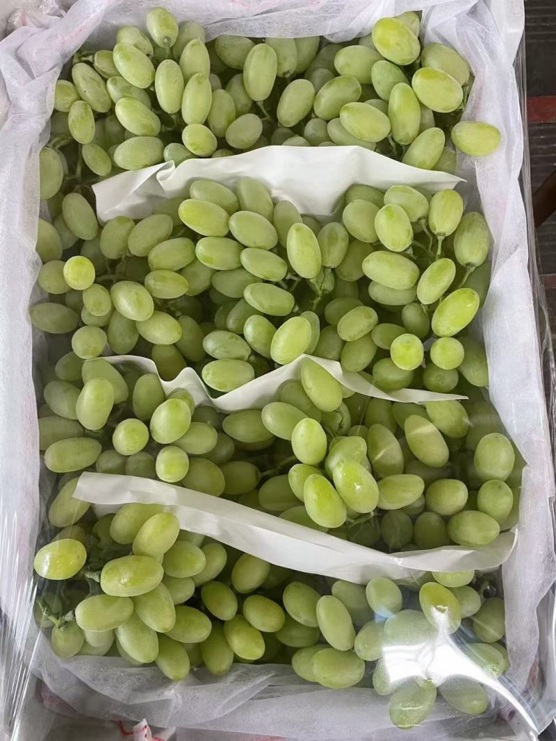 金蜜葡萄上市中，有想法的老板们抓紧时间联系我。