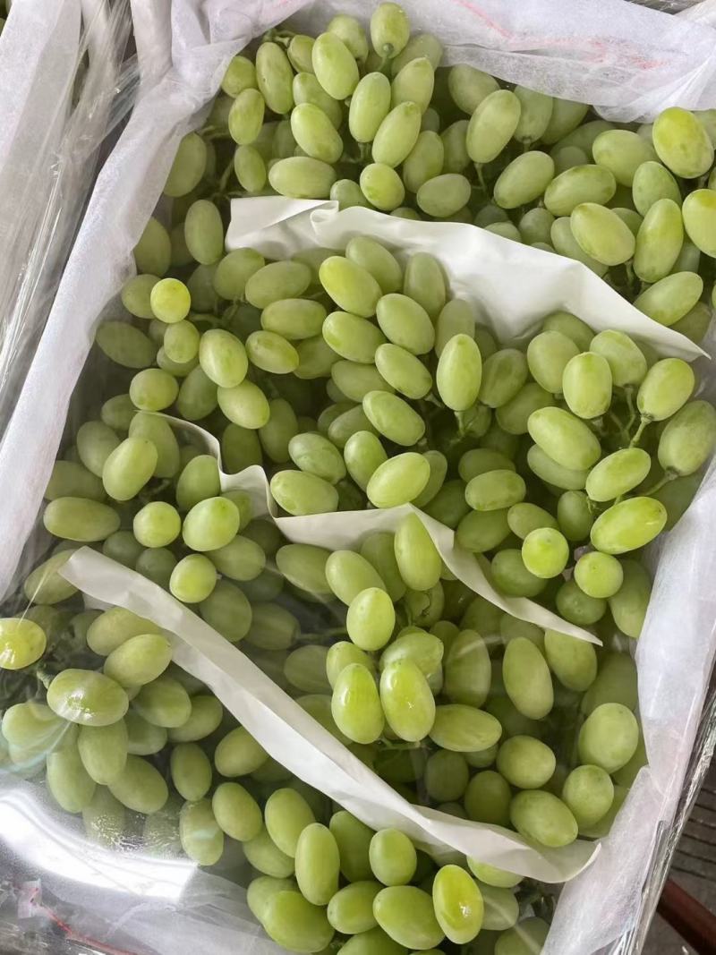金蜜葡萄上市中，有想法的老板们抓紧时间联系我。