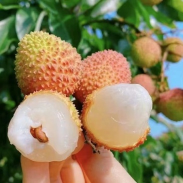 妃子笑荔枝