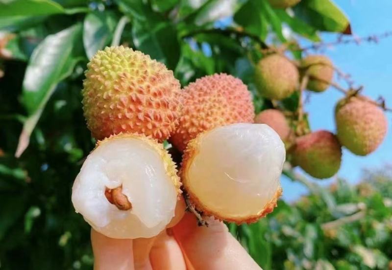 妃子笑荔枝