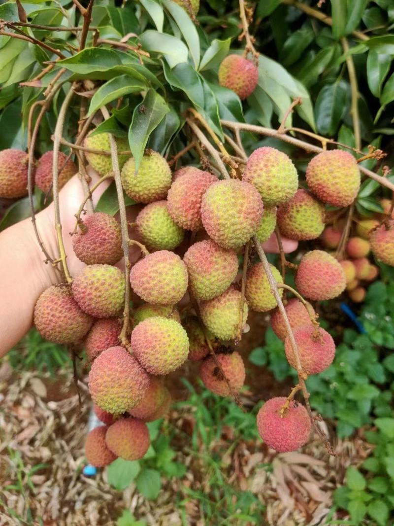 妃子笑荔枝