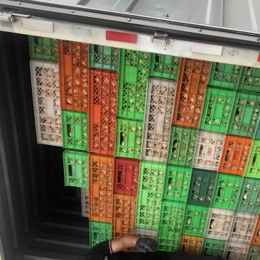 筐装粉蛋红蛋富硒双色红心粉蛋，可配送