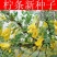 柠条种子，小叶锦鸡儿种籽抗旱多年生护坡固土种子绿化灌木种
