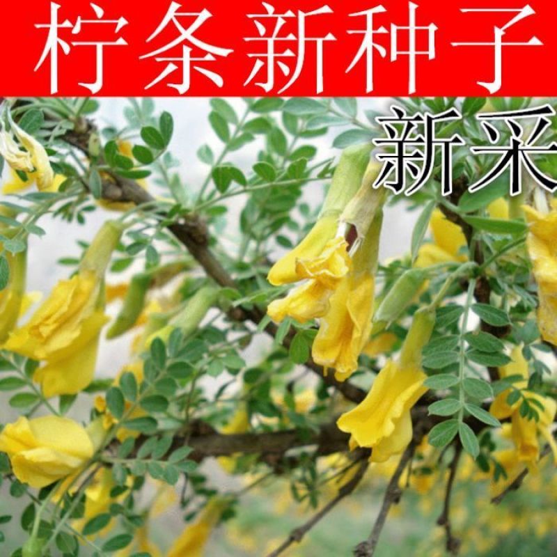 柠条种子，小叶锦鸡儿种籽抗旱多年生护坡固土种子绿化灌木种