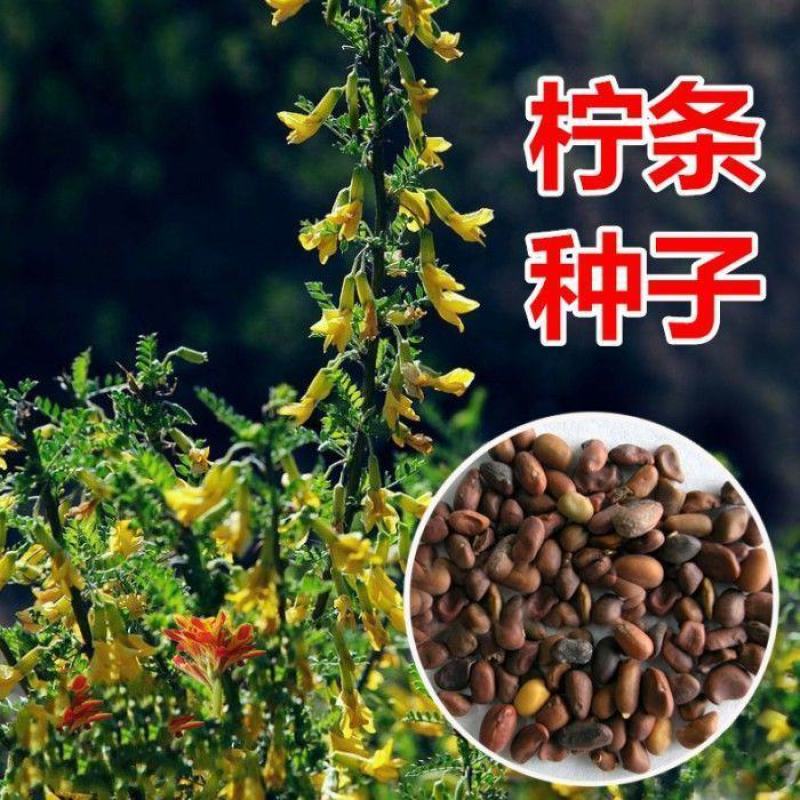 柠条种子，小叶锦鸡儿种籽抗旱多年生护坡固土种子绿化灌木种
