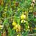 柠条种子，小叶锦鸡儿种籽抗旱多年生护坡固土种子绿化灌木种