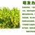 柠条种子，小叶锦鸡儿种籽抗旱多年生护坡固土种子绿化灌木种
