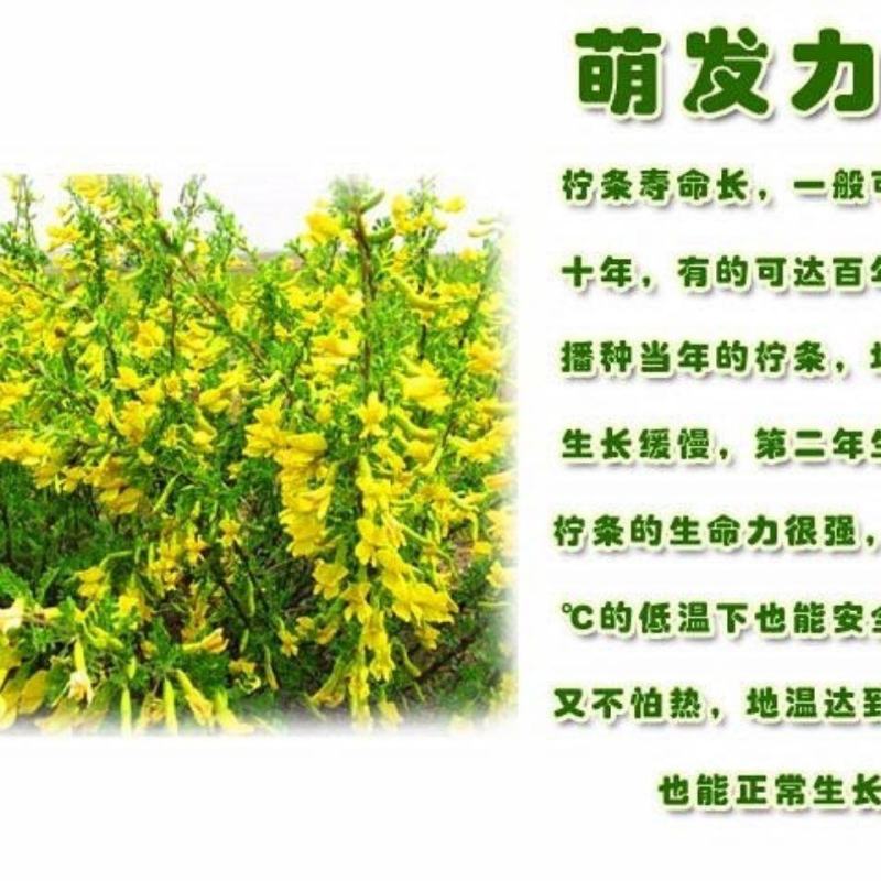 柠条种子，小叶锦鸡儿种籽抗旱多年生护坡固土种子绿化灌木种
