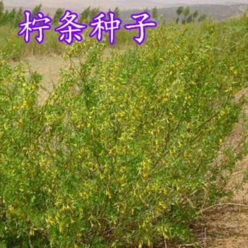 柠条种子，小叶锦鸡儿种籽抗旱多年生护坡固土种子绿化灌木种