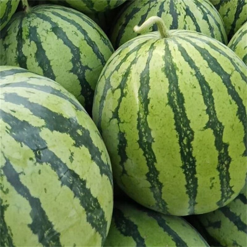 美都西瓜自家种植，无中间商，大量供应，欢迎采购
