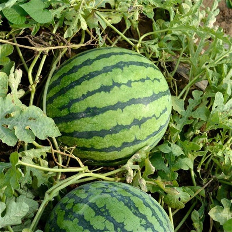 美都西瓜自家种植，无中间商，大量供应，欢迎采购