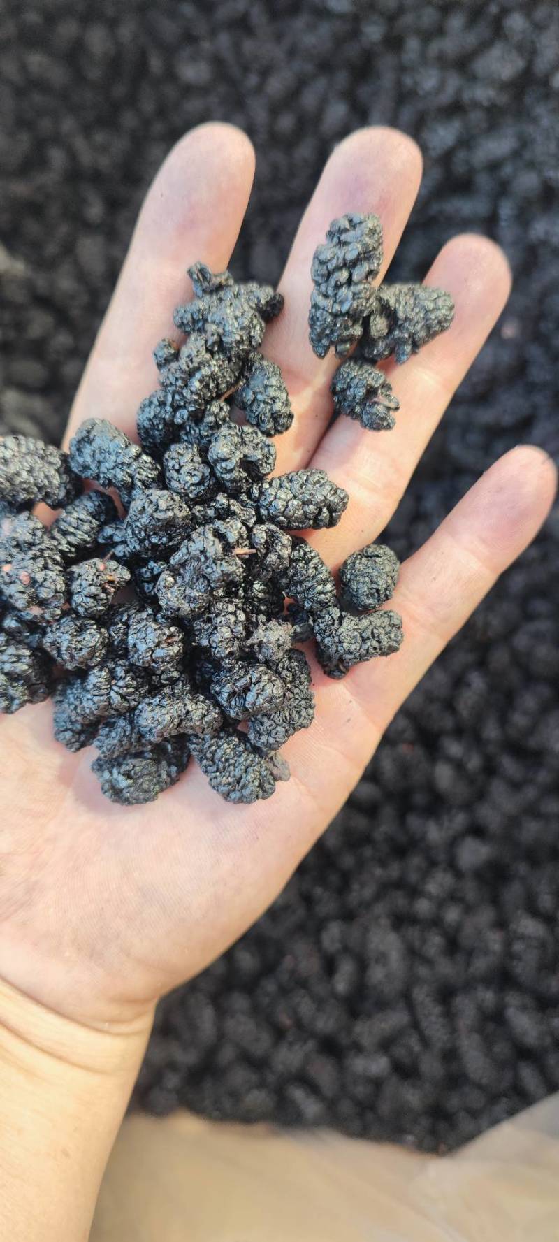 新桑葚干无沙水洗足干高糖份药材电商市场工厂专用送货上门