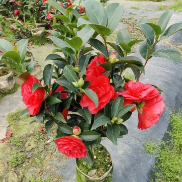 四季茶花新品种夏日七心怀金托紫可现场看货谈价